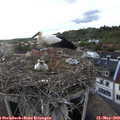 18_50-nest.jpg