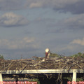 18_55-mast.jpg