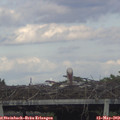 19_00-mast.jpg
