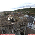 19_00-nest.jpg