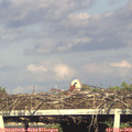 19_05-mast.jpg