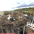 19_05-nest.jpg