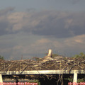 19_10-mast.jpg