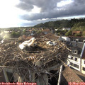 19_10-nest.jpg