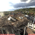 19_15-nest.jpg