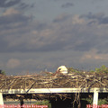 19_20-mast.jpg