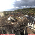 19_20-nest.jpg