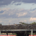 19_25-mast.jpg