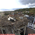 19_25-nest.jpg