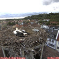 19_30-nest.jpg