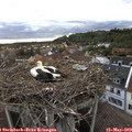 19_35-nest.jpg