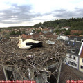 19_45-nest.jpg