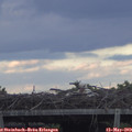 19_50-mast.jpg