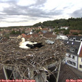 19_50-nest.jpg