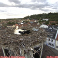 19_55-nest.jpg