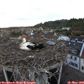 20_05-nest.jpg
