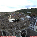 20_10-nest.jpg