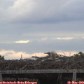 20_15-mast.jpg