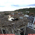 20_15-nest.jpg