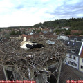 20_25-nest.jpg