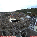20_35-nest.jpg