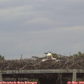 20_40-mast.jpg