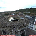 20_40-nest.jpg