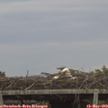 20_45-mast.jpg