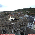 20_45-nest.jpg