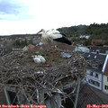 20_50-nest.jpg