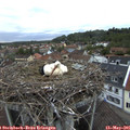 05_45-nest.jpg