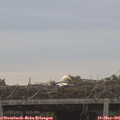 05_50-mast.jpg