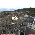 05_50-nest.jpg