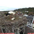 05_55-nest.jpg