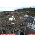 06_05-nest.jpg