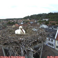 06_15-nest.jpg