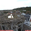 06_20-nest.jpg