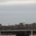 06_25-mast.jpg