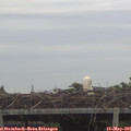 06_30-mast.jpg