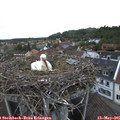 06_30-nest.jpg
