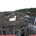 06_35-nest.jpg