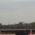06_45-mast.jpg