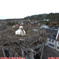 06_45-nest.jpg