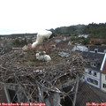 06_50-nest.jpg
