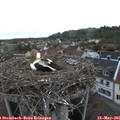 06_55-nest.jpg