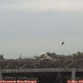 07_10-mast.jpg
