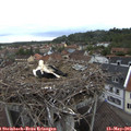 07_10-nest.jpg
