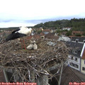 07_15-nest.jpg