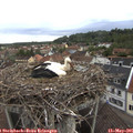 07_20-nest.jpg