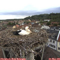 07_25-nest.jpg